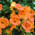 Campsis x tagliabuana 'Summer Jazz Gold'®