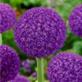 Allium 'Ambassador'®