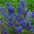 Ceanothus 'Blue Sapphire'