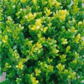 Buxus microphylla 'Faulkner'