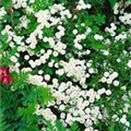 Achillea ptarmica 'Ballerina'