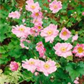 Anemone japonica 'Rosenschale'