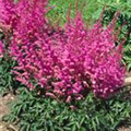 Astilbe chinensis 'Alive and Kicking'®