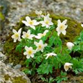 Anemone nemorosa