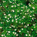 Anemone nemorosa 'Alba Plena'