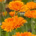 Calendula officinalis