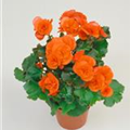 Begonia elatior 'Orangedrops'