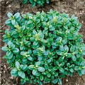 Buxus sempervirens 'Blauer Heinz'