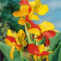 Canna indica 'Cleopatra'