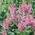 Astilbe chinensis 'Heart and Soul'®