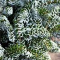 Abies koreana 'Kohouts Icebreaker'®