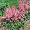 Astilbe chinensis 'Intermezzo'