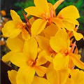 Canna indica 'Golden Lucifer'