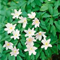 Anemone nemorosa 'Grandiflora'