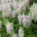 Astilbe chinensis 'Milk and Honey'