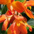 Canna indica 'La Boheme'