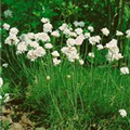 Armeria maritima 'Alba'