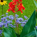 Canna indica 'Lucifer'