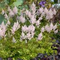 Astilbe japonica