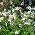 Anemone sylvestris