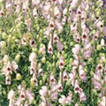 Aconitum napellus 'Rubellum'