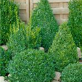 Buxus sempervirens var. arborescens, Kegel