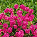 Armeria maritima 'Rubra'