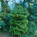 Abies nordmanniana 'Barabit´s Compact'