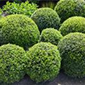 Buxus sempervirens var. arborescens, Kugel