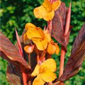 Canna indica 'Tropicana'