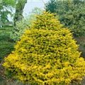 Abies nordmanniana 'Golden Spreader'