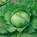 Brassica oleracea var. capitata f. alba 'Braunschweiger Riesen'