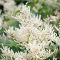 Aconogonon speciosum 'Johanniswolke'