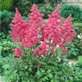 Astilbe japonica 'Elisabeth van Veen'