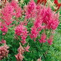 Astilbe japonica 'Rheinland'