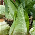 Brassica oleracea var. capitata f. alba subv. conica 'Filderkraut'