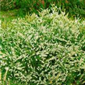 Calluna vulgaris 'Alba Plena'