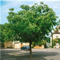 Celtis australis