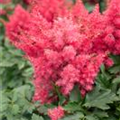 Astilbe 'Raspberry'