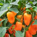 Capsicum annuum 'Almira® Midi Orange'