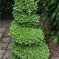 Buxus sempervirens var. arborescens, Spirale