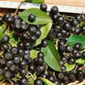 Aronia melanocarpa