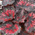 Begonia rex 'Rumba'