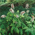 Actaea pachypoda