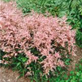 Astilbe simplicifolia 'Bronce Elegans'