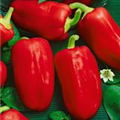 Capsicum annuum 'Almira® Midi Red'