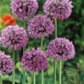 Allium christophii