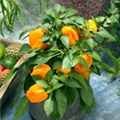 Capsicum annuum 'Almira® Midi Yellow'