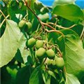 Actinidia arguta 'Fresh Jumbo'