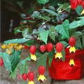 Abutilon megapotamicum